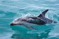 Dolphin, New Zealand