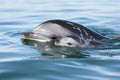 a dolphin nudging its calf to swim Royalty Free Stock Photo