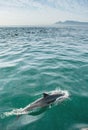 Dolphin in the ocean Royalty Free Stock Photo