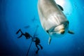 Dolphin photobombing close up portrait underwater while looking at you