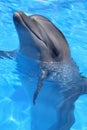 Dolphin Picture Royalty Free Stock Photo