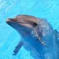 Dolphin Picture - Stock Photos