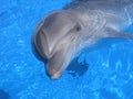 Dolphin Picture - Stock Photos Royalty Free Stock Photo