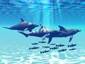 Dolphin Play