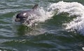 Dolphin in Play