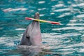 Dolphin play ring on the water