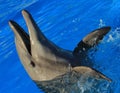 Dolphin playing at aquarium in baja california Los Cabos delfin nariz de botella