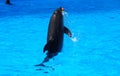 A dolphin playing with ball in the blue water