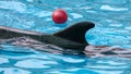 Dolphin playing with a ball in the water