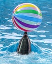 Dolphin playing with a ball in the water