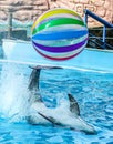 Dolphin playing with a ball in the water