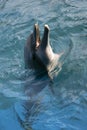 Dolphin playing in the ocean Royalty Free Stock Photo