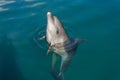 Dolphin playing in the sea Royalty Free Stock Photo