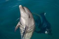 Dolphin playing in the sea Royalty Free Stock Photo