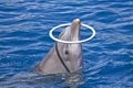 Dolphin plays with ring Royalty Free Stock Photo