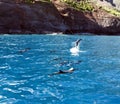 Dolphin Pod Royalty Free Stock Photo