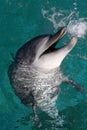 Dolphin Portrait Royalty Free Stock Photo