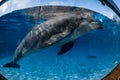 Dolphin portrait looking at you from aquarium Royalty Free Stock Photo