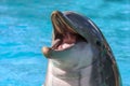 Dolphin portrait looking at you Royalty Free Stock Photo