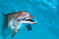 Dolphin portrait while looking at you Royalty Free Stock Photo