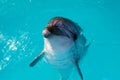 Dolphin portrait while looking at you with open mouth Royalty Free Stock Photo