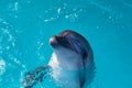 Dolphin portrait while looking at you with open mouth Royalty Free Stock Photo