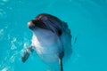 Dolphin portrait while looking at you with open mouth Royalty Free Stock Photo