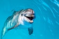 Dolphin portrait while looking at you with open mouth Royalty Free Stock Photo