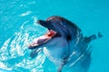 Dolphin portrait while looking at you with open mouth Royalty Free Stock Photo