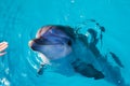 Dolphin portrait while looking at you with open mouth Royalty Free Stock Photo