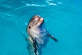 Dolphin portrait while looking at you with open mouth Royalty Free Stock Photo