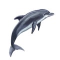 A dolphin realistic isolated on white background. Watercolor. Illustration Handmade. Royalty Free Stock Photo