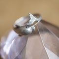 Dolphin ring