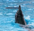 Dolphin rotates the ring on the head