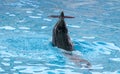 Dolphin rotates the ring on the head