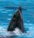 Dolphin rotates the ring on the head