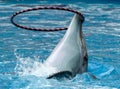 Dolphin rotates the ring on the head