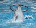 Dolphin rotates the ring on the head