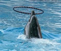 Dolphin rotates the ring on the head