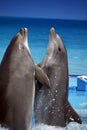 Dolphin's dance Royalty Free Stock Photo