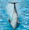 Dolphin`s tail over the water Royalty Free Stock Photo