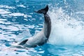 Dolphin`s tail over the water Royalty Free Stock Photo