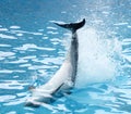 Dolphin`s tail over the water Royalty Free Stock Photo