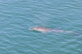 Dolphin in the sea Naples beach view from the pier