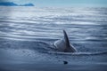 A dolphin in the sea is playing Royalty Free Stock Photo