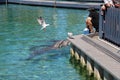 Dolphin in sea world Gold Coast, Australiadolphin in sea world Gold Coast, Australia