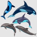 1967 dolphin, set of dolphin drawings, isolates on a white background Royalty Free Stock Photo