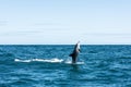 Dolphin shooting straight out of the water Royalty Free Stock Photo