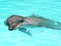 Dolphin show Royalty Free Stock Photo