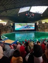 Dolphin Show Arena at Ancol Indonesia